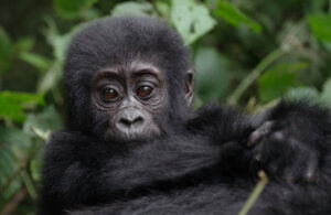 Gorilla Trekking in Uganda