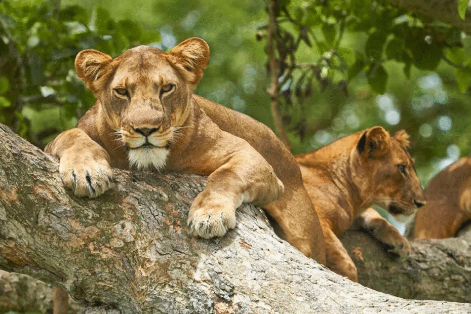 Tree climbing lions in Queen Elizabeth National Park