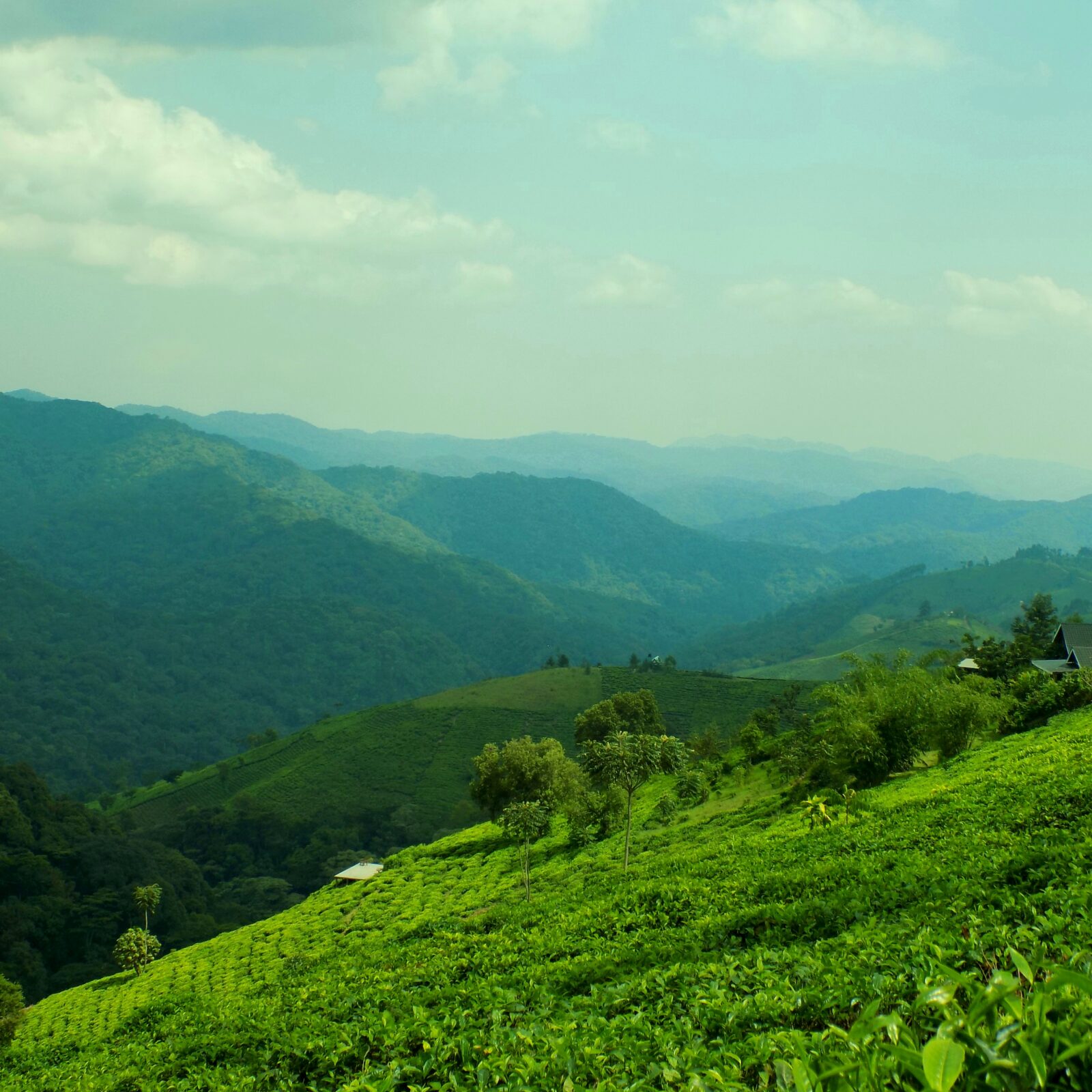 Gorilla trekking conservation efforts