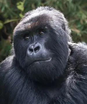 Gorilla trekking in Rwanda