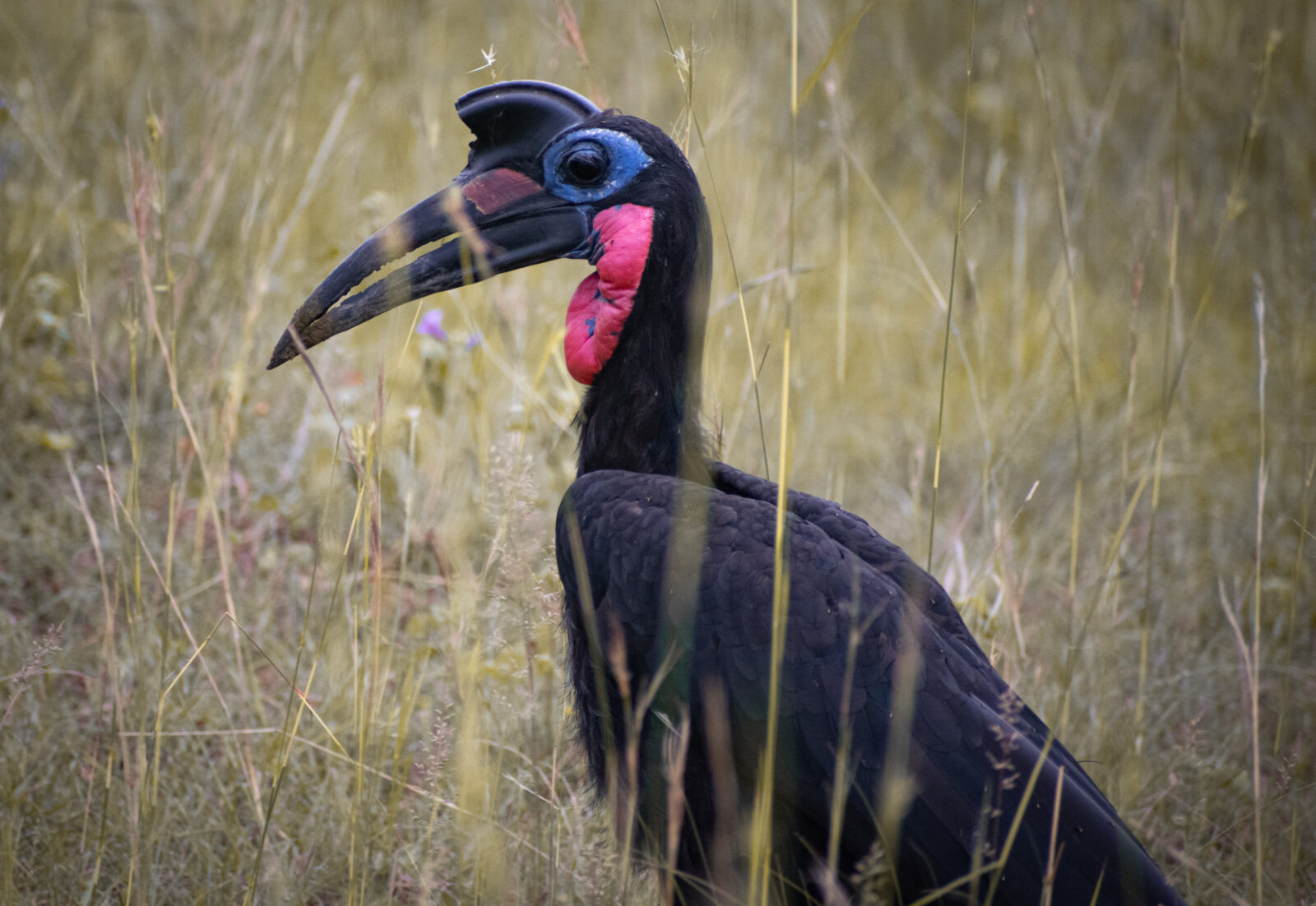 bird watching in kidepo valley national park