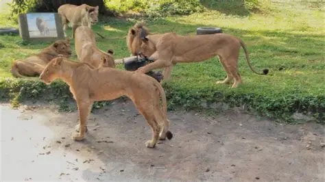 Car rental in entebbe- UWEC